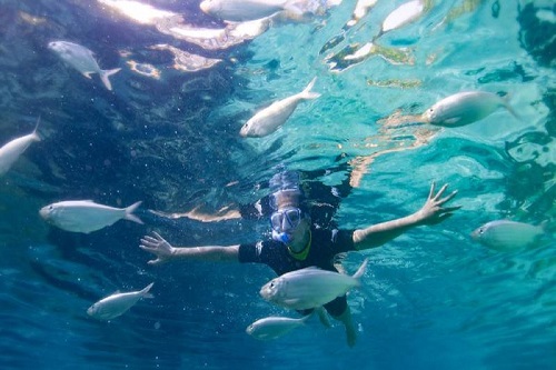 Black Friday Discovery Cove com Nado com Golfinhos Ingresso de 01 Dia